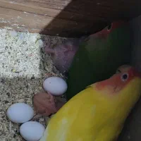 جفت برزیلی مولد