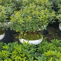 فروش انواع گل سیکاس یوکا یاس هلندی زیتون گلدان