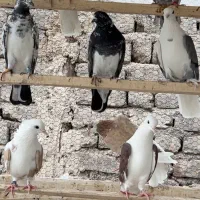 ۱۵جفت کفتر نروماده