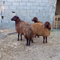 میش هترو بره نر و ماده همو