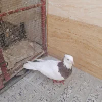 کبوترطوقی|پرنده|برخوار, |دیوار