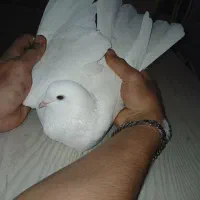 کبوتر|پرنده|ایلام, |دیوار