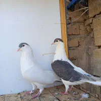 یه مشت کبوتر رنگی وپلاکی