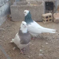 جفت طوقی عروسک|پرنده|کوهبنان, |دیوار