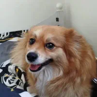 سگ پامر خرسی