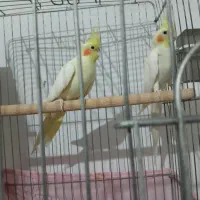 قفس عروس هلندی|لوازم جانبی حیوانات|پاکدشت, خاتون آباد|دیوار