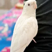 عروس آلوبینو سخنگو با قفس