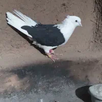 کفتر آس پشت سیاه نر چهار در چهار|پرنده|ضیاء آباد, |دیوار