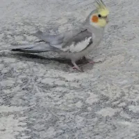 عروس هلندی گمشده شده