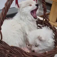 پامر،پامرانین، پامرین|سگ|اصفهان, عمان سامانی|دیوار