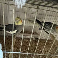 با سلام فروش چند جفت عروس هلندی