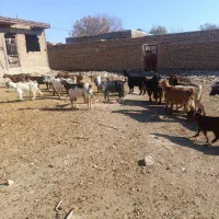 بز و بزغاله|حیوانات مزرعه|همدان, |دیوار