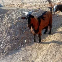 تروشت فروشی