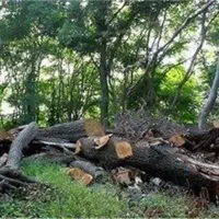 برش و هرس درخت در منزل یاباغ|خدمات باغبانی و درختکاری|قم, مجیدیه|دیوار