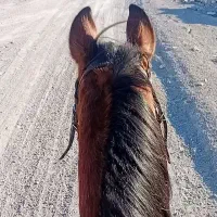 اسب  درشور معامله میکنم