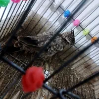 طوطی|پرنده|فولادشهر, B1|دیوار