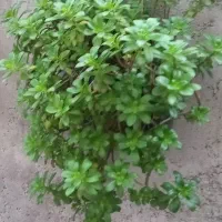 تعدادی گلهای زیبا به فروش میرسد|گل و گیاه طبیعی|احمدسرگوراب, |دیوار