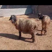 قوچ و بره قوچ|حیوانات مزرعه|شیراز, داریون|دیوار