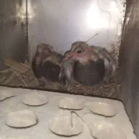 جوجه