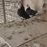 کبوتر شازده مشکی