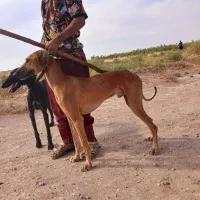 تازی شکاری