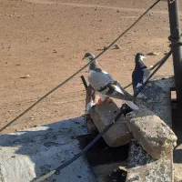 یدونه بدرنگ کبود یدونه خشرنگ سیاه