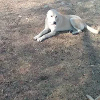 سگگله|سگ|بستان آباد, |دیوار