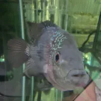 ماهی فلاور ماده