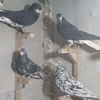 شهری|پرنده|شیراز, شاپورجان|دیوار