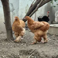 فروش ویژه جوجه فریزل و برهما وارداتی|حیوانات مزرعه|تهران, فلسطین (میدان انقلاب)|دیوار