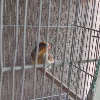 سهره قناری نر|پرنده|تهران, زرکش|دیوار