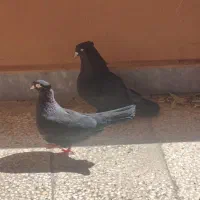 نروماده سیاه کاکولی
