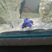 ماهی فایتر نر وماده شکم پر