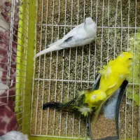 طوطی برزیلی مرغ عشق پروانه ای|پرنده|گراش, |دیوار