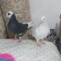 کفتر|پرنده|نسیم‌شهر, |دیوار