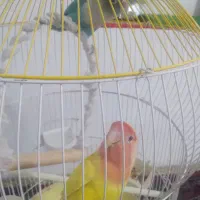 فروش طوطی برزیلی