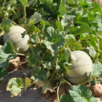 1480-هکتار-زمین-کشاورزی-استان-تهران-ورامین