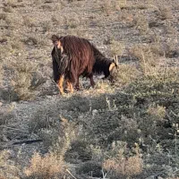 بز کهره دار داشتی