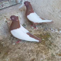 زرد و سرخ سینه|پرنده|شیراز, شهدای شهرک سعدی|دیوار