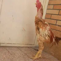 لاری مرغ و خروس