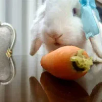 خرگوش لوپ سفید|موش و خرگوش|علی‌آباد کتول, |دیوار