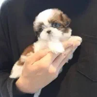 مینی فنقلی های پر انرژی و باهوش|سگ|کرمانشاه, |دیوار