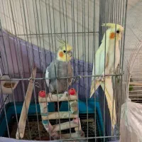 عروس هلندی طوطی بریزیلی