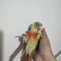 طوطی گیرینچیک دستی بانمک سخنگو|پرنده|تفت, |دیوار