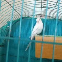 مرغ عشق خانگی