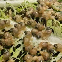 هلزون درمانی