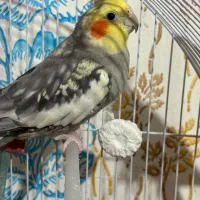 عروس هلندی|پرنده|انگوت, |دیوار