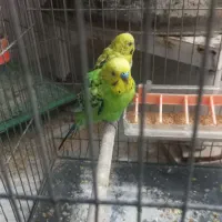 مرغ عشق|پرنده|قم, لسانی|دیوار