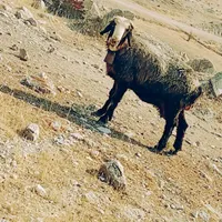 میش بره نر|حیوانات مزرعه|اندیکا, |دیوار