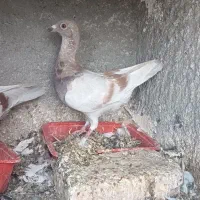 کبوتر لایه